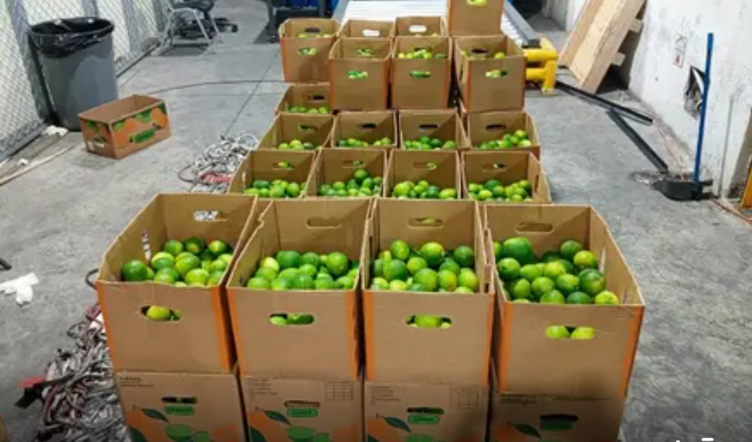 Autoridades incautan 162 limones falsos con 10 kg de cocaína
