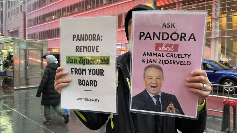 Protesta en Manhattan contra la joyería Pandora por vínculos con crueldad animal