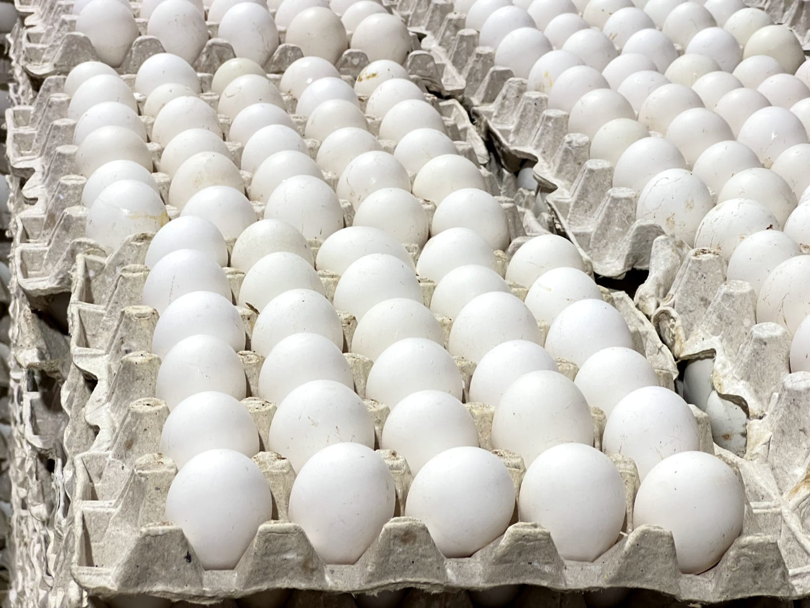 La ADA asegura RD produce 350 millones de huevos mensuales