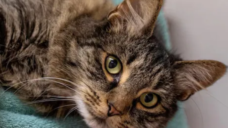 ¿Por qué el Día del Gato se celebra el 20 de febrero?