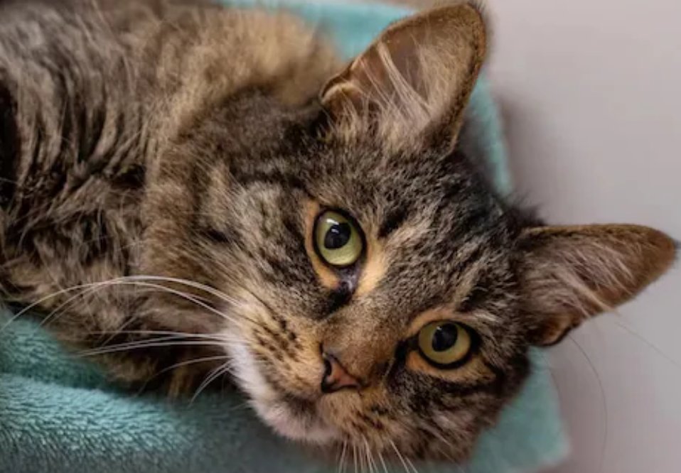 ¿Por qué el Día del Gato se celebra el 20 de febrero?