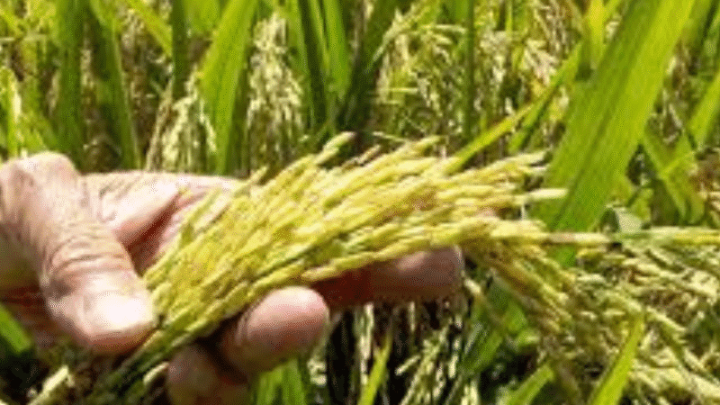 ADOFA garantiza la recolección de cosecha y asegura este año no ha sido necesario importación de arroz