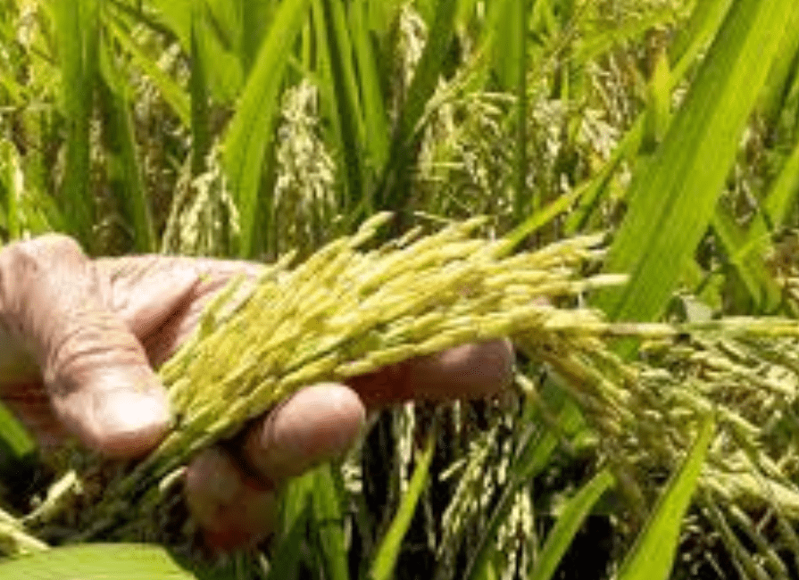 ADOFA garantiza la recolección de cosecha y asegura este año no ha sido necesario importación de arroz