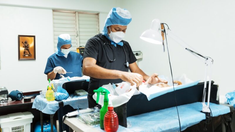 Alcaldía del DN ha realizado 30 jornadas de bienestar animal; más de 3,000 perros y gatos han sido esterilizados