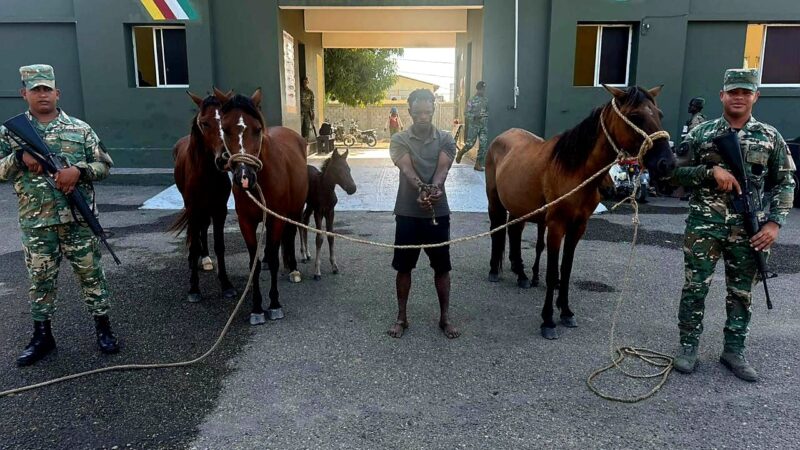 Ejército recupera animales robados localizados con drones durante operativo en Dajabón