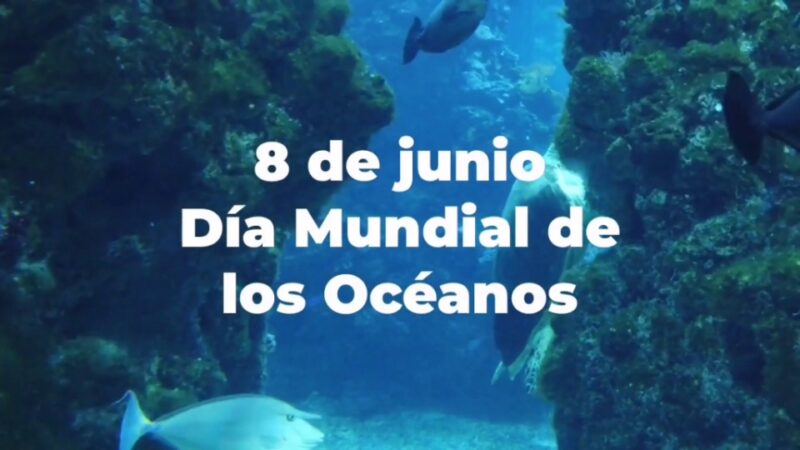 Día Mundial de los Océanos: un llamado global a proteger el corazón azul del planeta