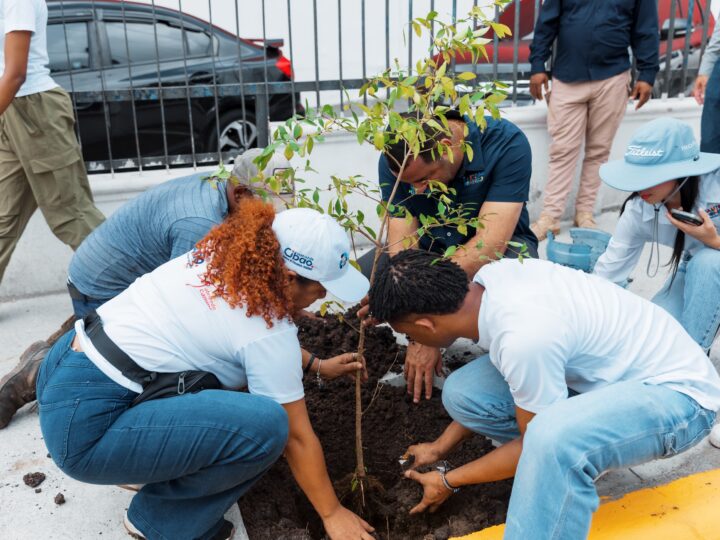 Alcaldía del DN celebra Día Mundial del Medio Ambiente con siembra de árboles y limpieza en playa Güibia