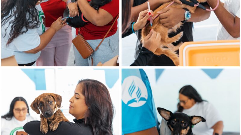 Alcaldía del Distrito Nacional continúa jornadas de esterilización de perros y gatos