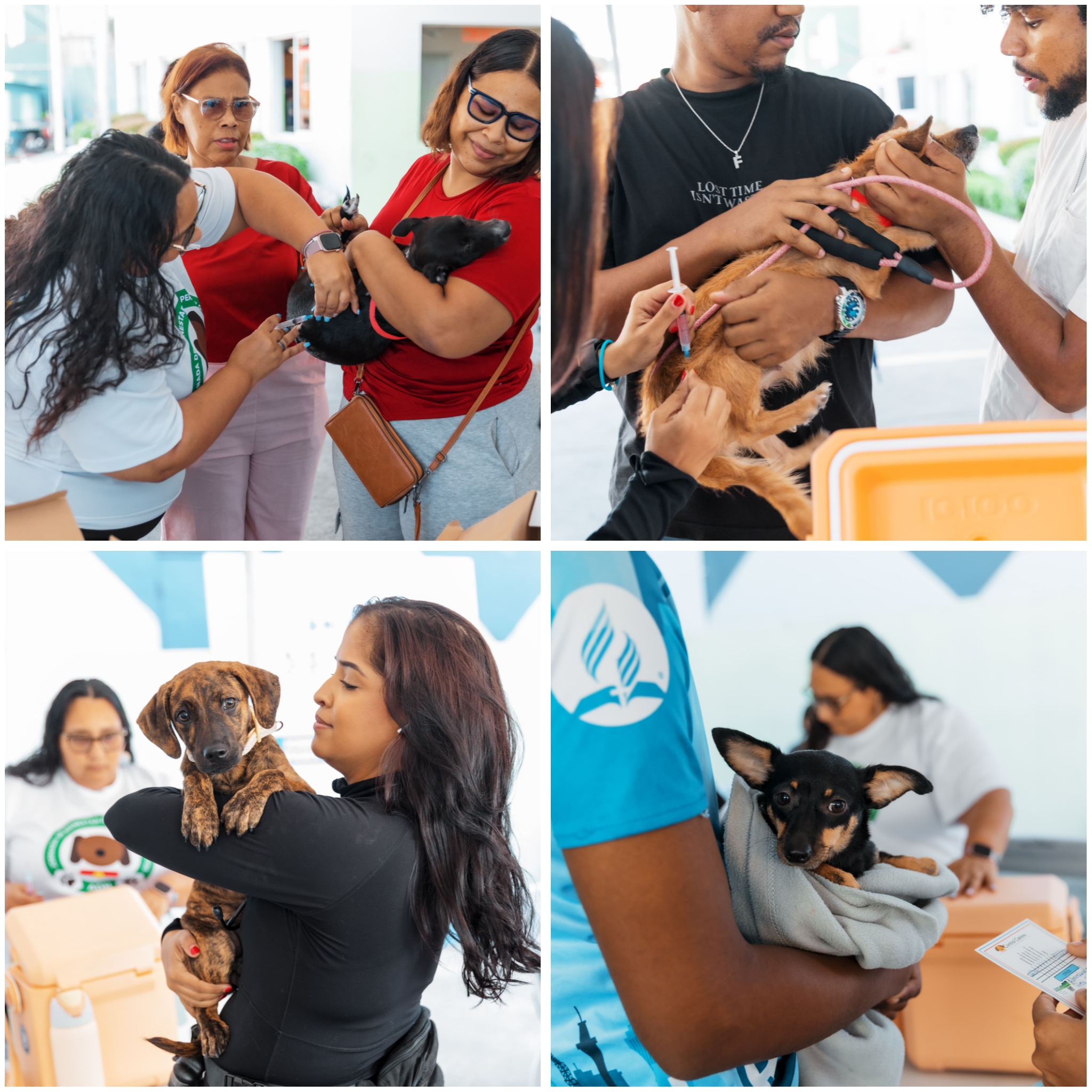 Alcaldía del Distrito Nacional continúa jornadas de esterilización de perros y gatos