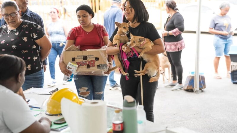 Alcaldía del Distrito Nacional esteriliza 100 perros y gatos en jornada de bienestar animal