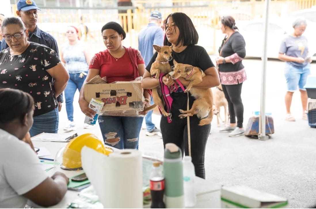 Alcaldía del Distrito Nacional esteriliza 100 perros y gatos en jornada de bienestar animal