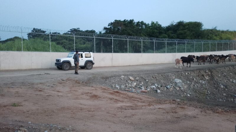 Patrulla del Ejército recupera ganado robado y frustra intento de traslado ilegal hacia Haití
